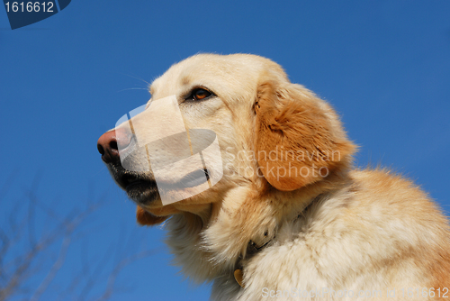 Image of hovawart dog