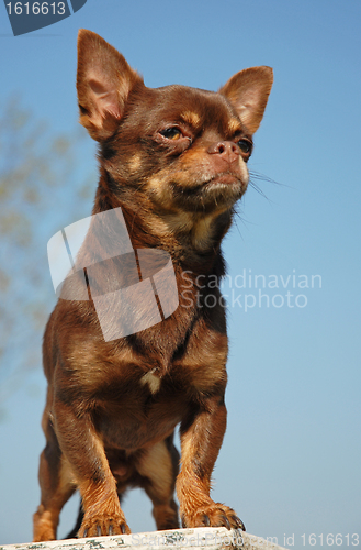 Image of chihuahua