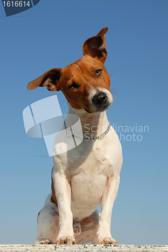 Image of jack russel terrier