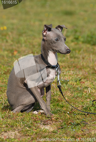 Image of puppy purebred italian greyhound