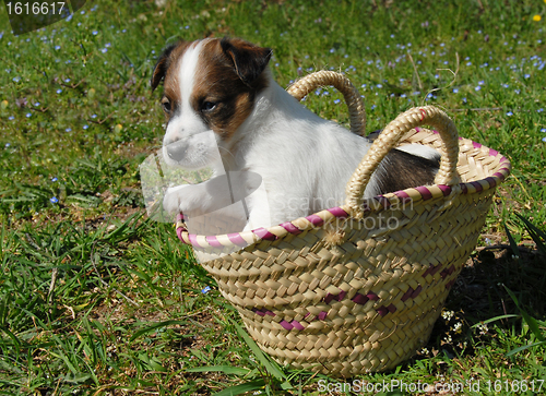 Image of puppy in a basket