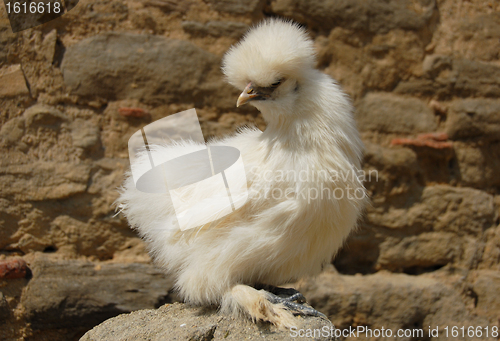 Image of silkie chicken