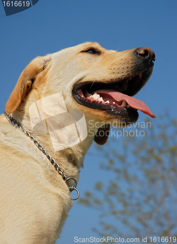 Image of labrador retriever