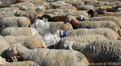 Image of sheeps