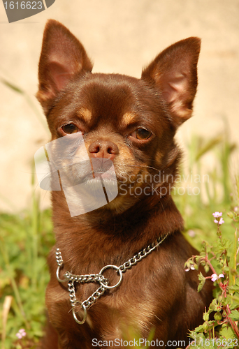 Image of chocolate chihuahua