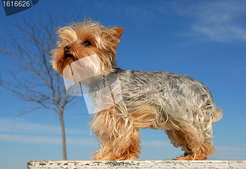 Image of miniature yorkshire terrier