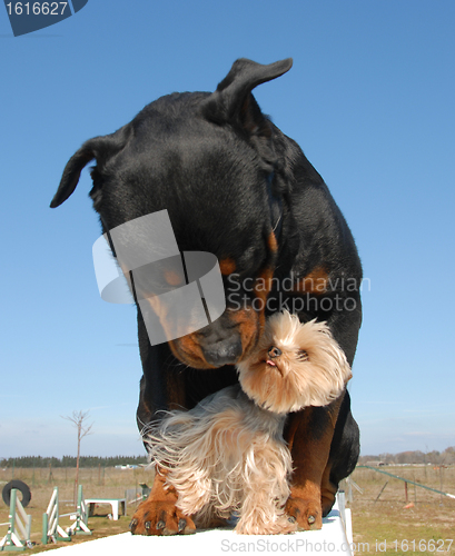 Image of rottweiler et yorkshire terrier