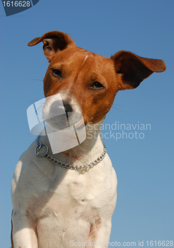 Image of jack russel terrier