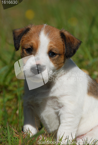 Image of puppy jack russel terrier