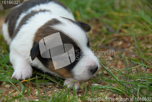 Image of little puppy jack russel terrier