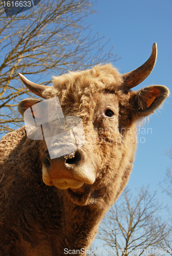 Image of head of bull