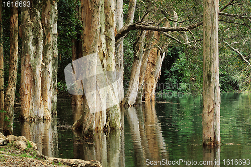 Image of tree in water