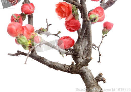 Image of plum blossom