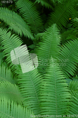 Image of Ferns