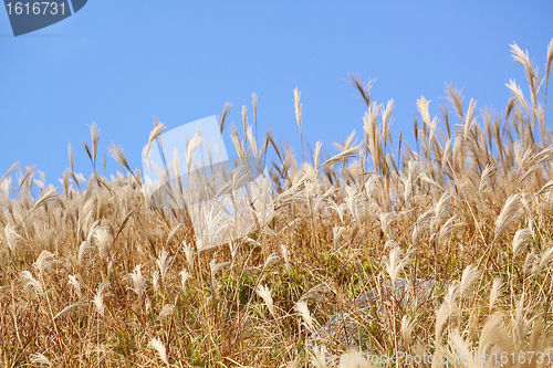 Image of silvergrass and blue sky