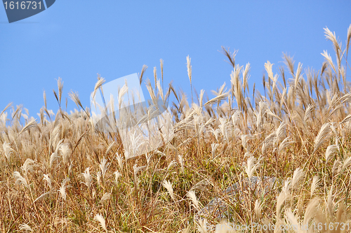 Image of silvergrass and blue sky