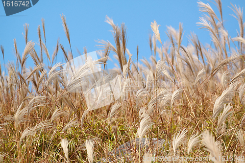 Image of silvergrass and blue sky