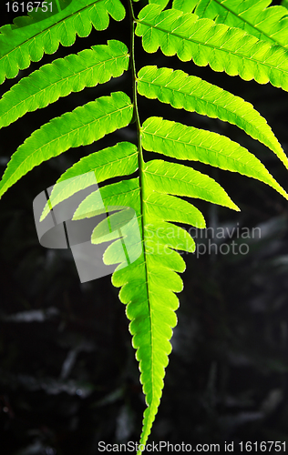 Image of tree leaf