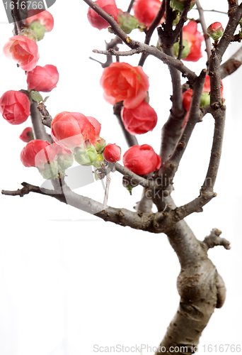 Image of plum blossom