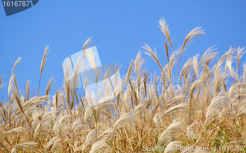 Image of silvergrass and blue sky