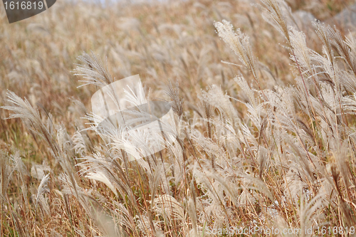 Image of silvergrass