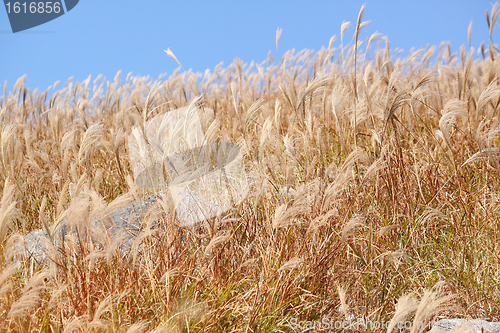 Image of silvergrass and blue sky