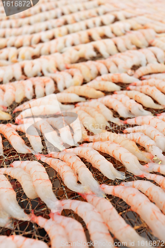 Image of Small dried shrimp