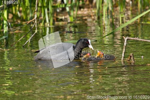 Image of A coot is feeding