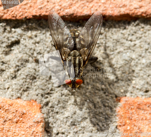 Image of A fly on a brick wall