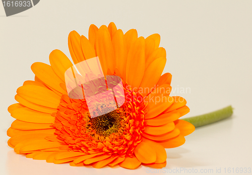 Image of One single gerbera flower