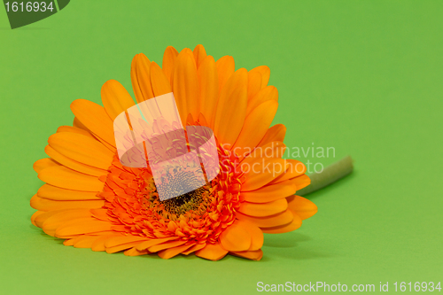 Image of One single gerbera flower