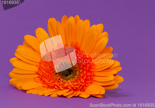 Image of One single gerbera flower