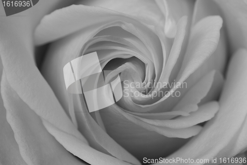 Image of A white rose