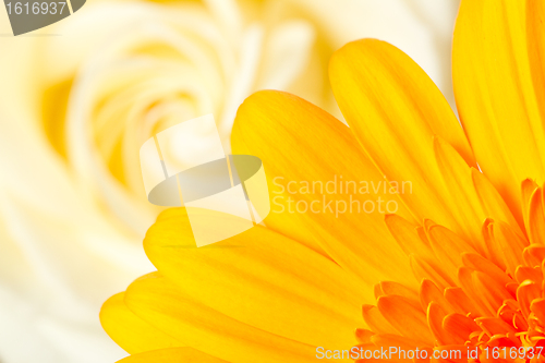 Image of A gerbera and a rose