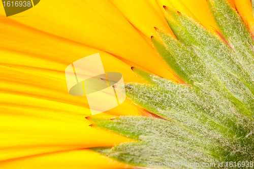 Image of A gerbera