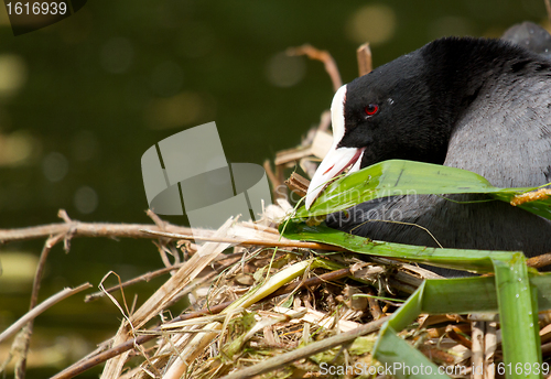 Image of A common coot 