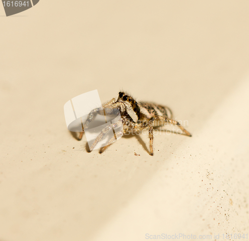 Image of Salticus scenicus jumping spider