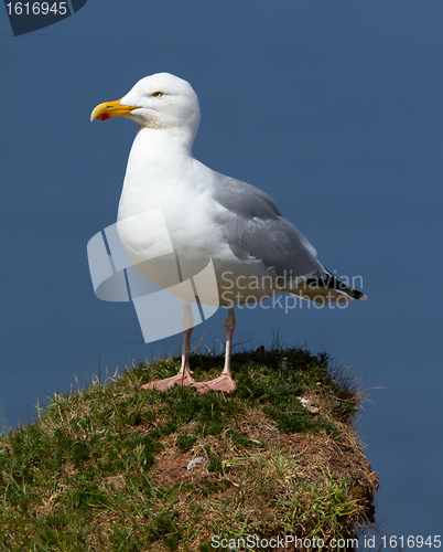 Image of A seagull on a rock 