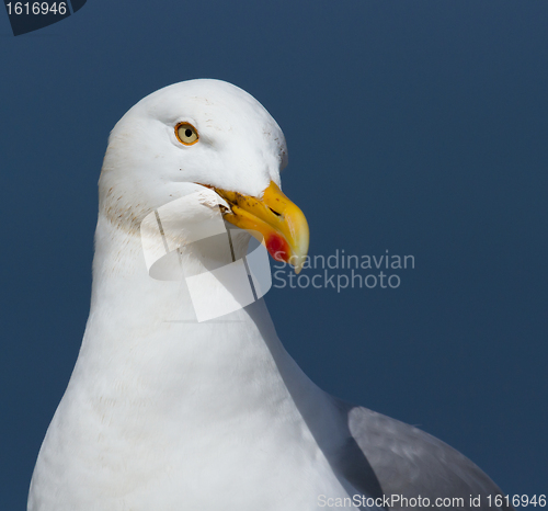 Image of A close-up of a seagull