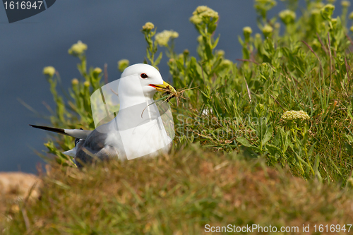 Image of Seagull building a nest