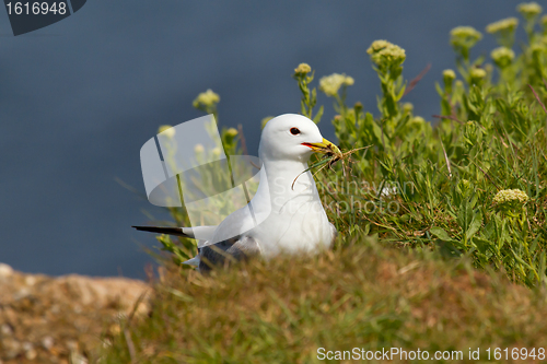 Image of Seagull building a nest
