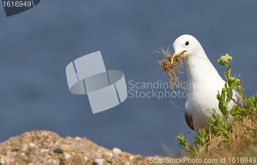 Image of Seagull building a nest