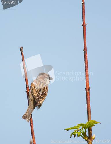 Image of A sparrow