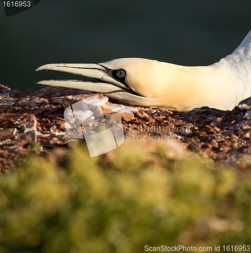 Image of  A gannet