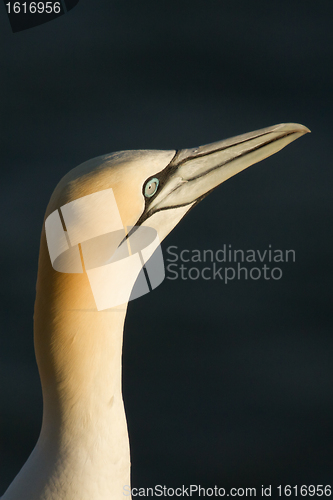 Image of  A gannet