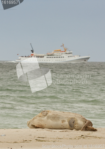 Image of A common seal