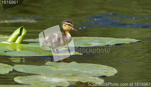 Image of A small duck on a leaf