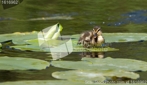 Image of A small duck on a leaf