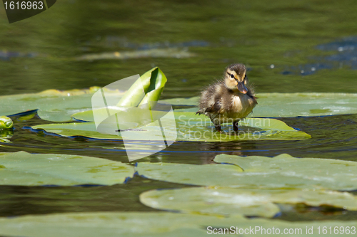 Image of A small duck on a leaf