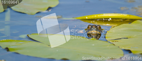 Image of A European pond terrapin